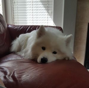 Meet your Posher, Elsa